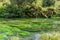 Blue Spring which is located at Te Waihou Walkway,Hamilton New Zealand.