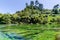 Blue Spring which is located at Te Waihou Walkway,Hamilton New Zealand.