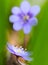 Blue spring wildflower liverleaf or liverwort Hepatica nobilis