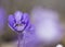 Blue spring wildflower liverleaf or liverwort, Hepatica nobilis