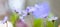 Blue spring wildflower pano liverleaf or liverwort