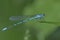 Blue sprite damselfly sitting on a leaf at dusk