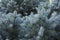 Blue spruce background. Needles on the branches close-up view