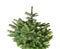 Blue spruce christmas tree,