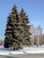 blue spruce on the city square covered with snow