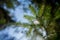 Blue Spruce with drops of snow melting, macro