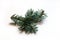 Blue spruce fir on a white background. Christmas background. Coniferous twig top view. Selective focus