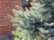 Blue spruce. Fresh young coniferous shoots on the branches of the tree on the background of a red brick building . Fresh