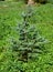 Blue spruce, green spruce, white spruce, Colorado spruce