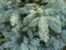 Blue spruce needles close-up, backgrounds
