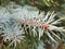 Blue Spruce on the Nith