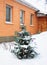 Blue Spruce Picea pungen with colorful christmas balls decoration in the garden. Christmas tree outdoor in snow.