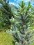 Blue Spruce Picea pungens Iseli Fastigiata with fresh new growth in the garden. Soft tender needles grow vertically upwards accord