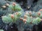 Blue spruce Picea pungens young shooting leaves with caps