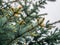 Blue spruce Picea pungens young shooting leaves with caps in the spring