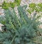 Blue Spruce Sedum reflexum in bloom