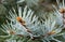 Blue Spruce Shallow Focus