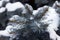 Blue spruce in the snow, coniferous thorny branches covered with a ball of snow. Winter background