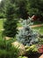 Blue spruce tree in european formal garden