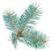 Blue spruce twig isolated