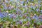 Blue Squill, Corydalis cava flowers lawn close-up