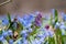 Blue Squill, Corydalis cava flowers lawn close-up