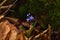 Blue squill flower on a dark background. Brown leaves and moss on backdrop