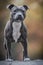 Blue Staffordshire Bull Terrier