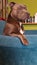 Blue staffordshire bull terrier dog uk