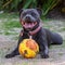 Blue Staffordshire Bull Terrier or Staffy in the grass with a ball