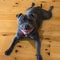 Blue Staffordshire Bull Terrier or Staffy laying on a wood floor