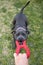 Blue Staffordshire Bull Terrier or Staffy playing tug-of-war game