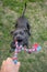 Blue Staffordshire Bull Terrier or Staffy playing tug-of-war game