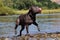 Blue Staffy Playing next to River with Tongue Out