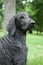 Blue Standard Poodle Outside