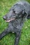 Blue Standard Poodle Outside