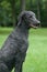 Blue Standard Poodle Outside