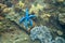 Blue star fish on rustic coral reef stone. Tropical starfish underwater photo. Exotic aquarium animal