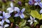 Blue Star Flower, Isotoma fluviatilis