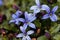 Blue Star Flower, Isotoma fluviatilis