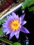 Blue star water lily - Nymphaea stellata ina a pond