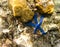 Blue starfish