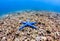 Blue starfish on a badly damaged coral reef