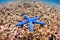 Blue starfish on a badly damaged coral reef