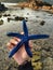 Blue starfish in beach photo