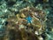 Blue starfish on coral reef. Sunny sea bottom in tropical lagoon. Five tentacles star fish.