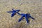 Blue starfish, pair of blue star under the water on the rocks