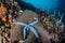 Blue Starfish on Reef