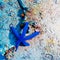 Blue Starfish on Sandy Bottom of Reef