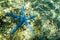 Blue starfish on the seabed